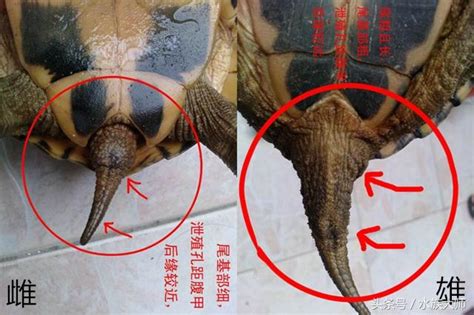 烏龜 鱉 貔貅有分公母嗎
